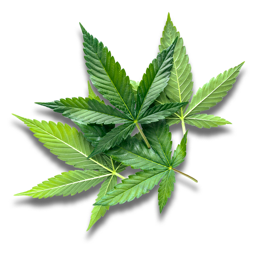 Hemp Leaves